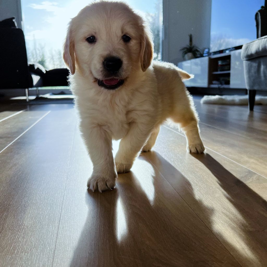 Magnifiques Golden Retriever Chiots Disponibles