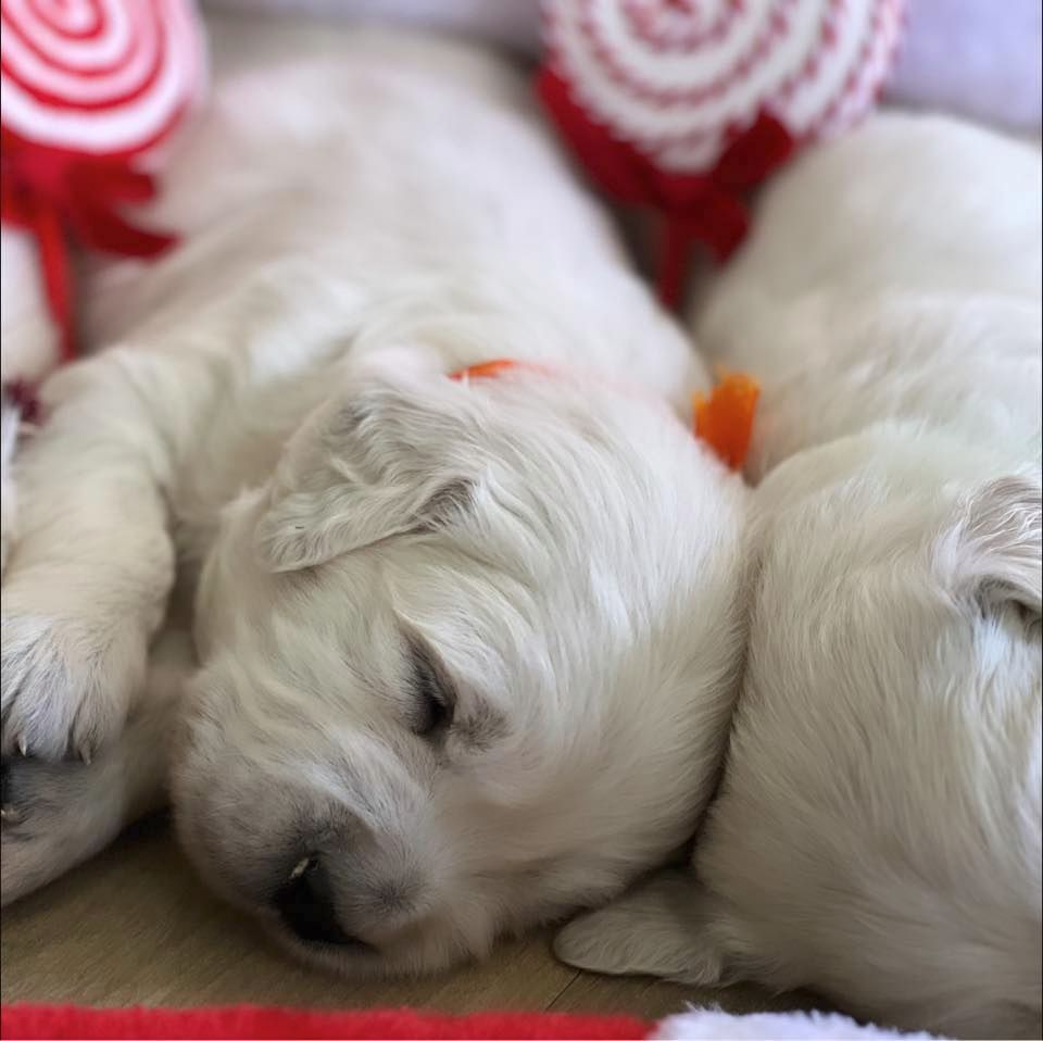 Magnifiques Golden Retriever Chiots Disponibles